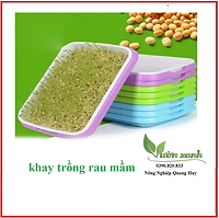 Khay trồng rau mầm chuyên dụng, giá trồng rau mầm tiện lợi, sạch sẽ